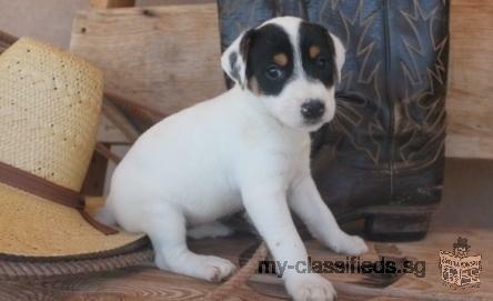 Parson Russell Terrier Puppies Now Available For Sale