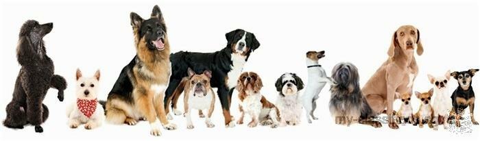 Dog Training and Pet Boarding