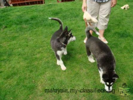 K C Registered Siberian Husky Puppies