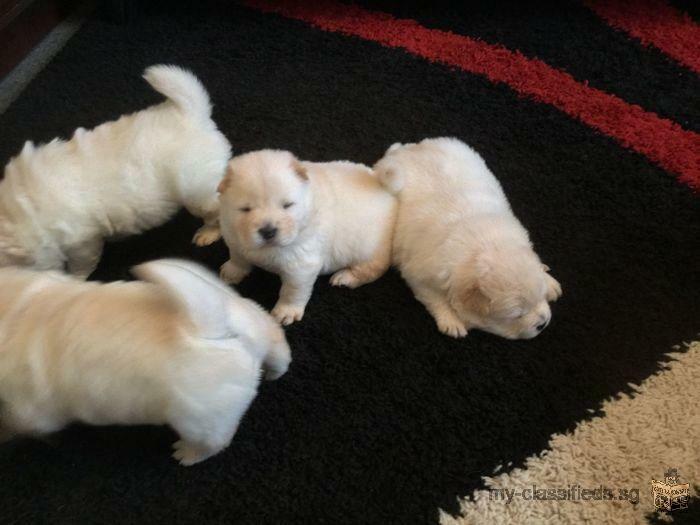chow chow puppies ready to go