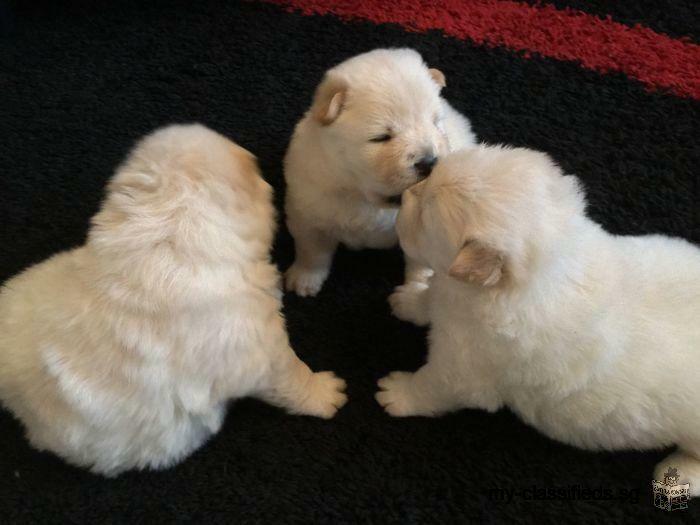 chow chow puppies ready to go