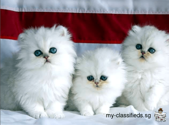 3 Persian kittens, 10 weeks old.
