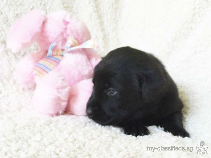 AKC Black Labrador Male Pups / Home Raised / Health Guarantee $750