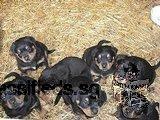 Adorable rottweiler puppies for sale