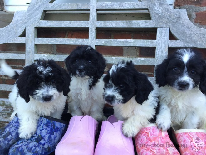 Beautiful Cavapoo Puppies Ready Now