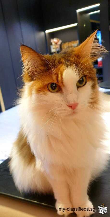 Beautiful Norwegian Forest cat Free to Good Home!