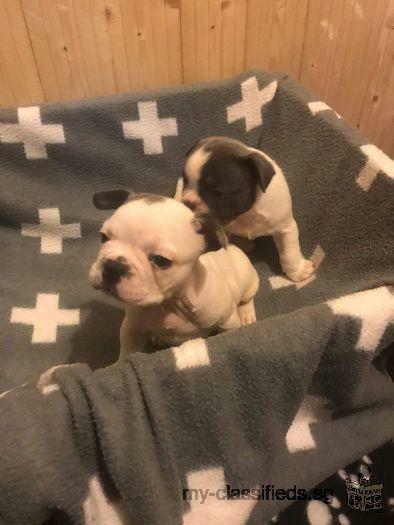 Charming French Bulldog Puppies For This Christmas