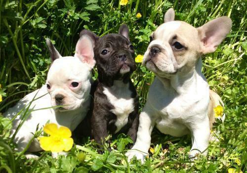 Lovely French Bulldog Puppies For Adoption