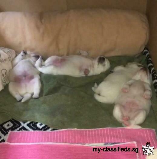 Newborn Japanese spitz puppies for sale