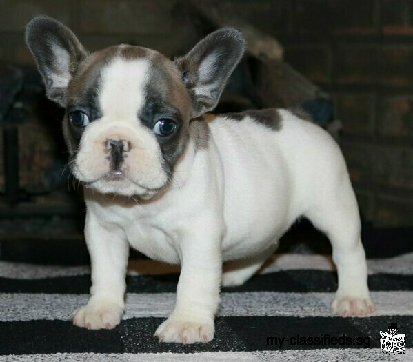 Purebred French and English bulldog puppies for sale