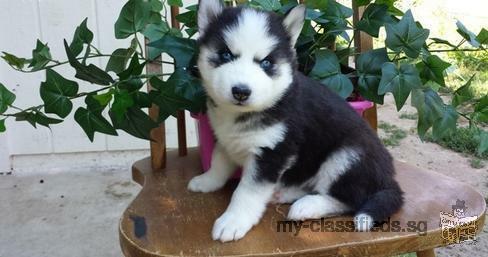 Well Socialized Siberian Husky Puppies For Lovely Homes