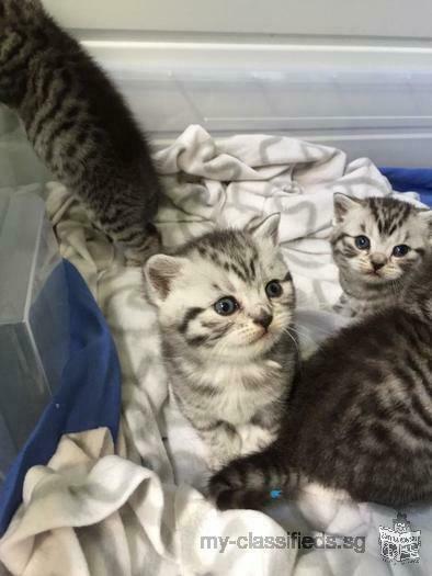 cute silver spotted pdigree kittens for adoption