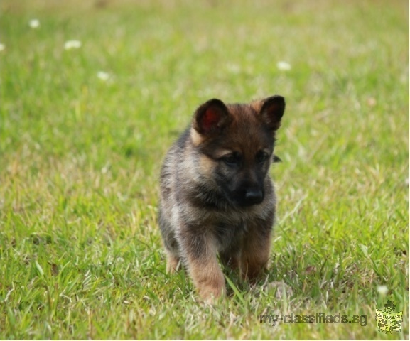 males and females german shepharts for adoption