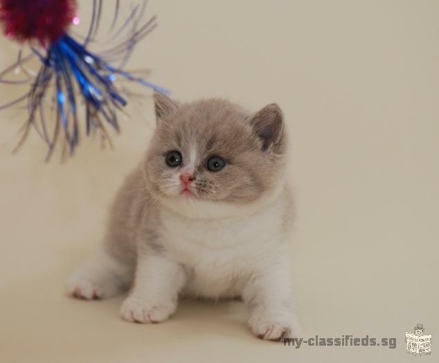 mignon et adorable chaton britannique shorthair prêt