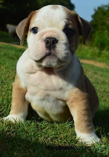 stunning-champion-sired-english-bulldog-puppies