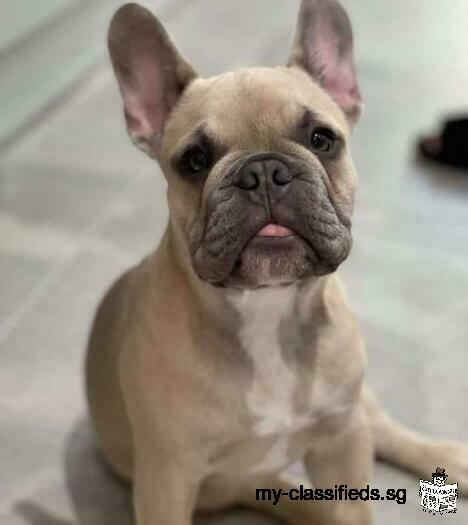 vaccinated healthy and AVS registered french bulldog puppies available