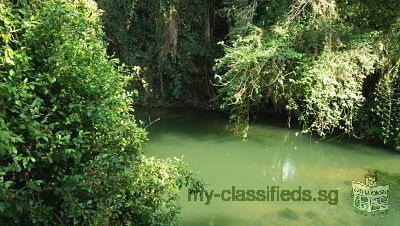 Sale Farm Fruits and Cow milk surrounded River very Natural very greenery