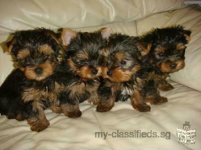 AKC REGISTERED YORKIE PUPPIES FOR FREE ADOPTION