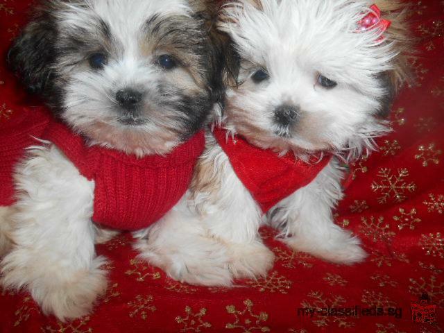 Amazing AKC Micro T-Cup Maltese Puppies Available. Text: (507) 502-2241