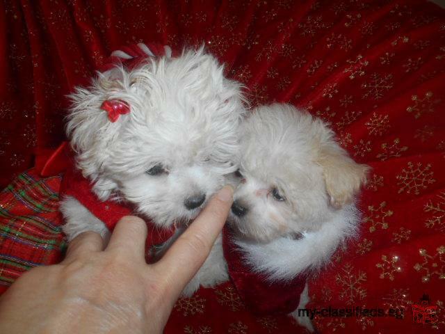 Amazing AKC Micro T-Cup Maltese Puppies Available. Text: (507) 502-2241