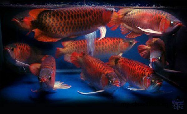Asian Red and Chili Red with Asian Red and 24K Golden Arowana