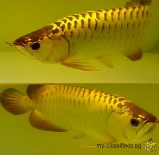 Asian Red and Chili Red with Asian Red and 24K Golden Arowana
