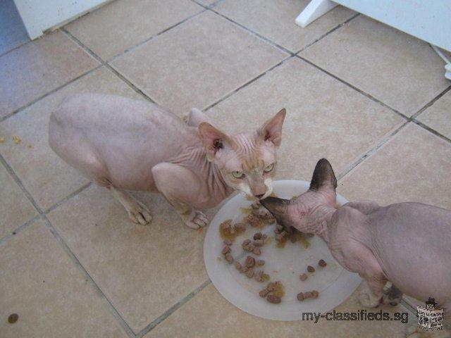 Cute Sphynx Kittens Looking For New Family