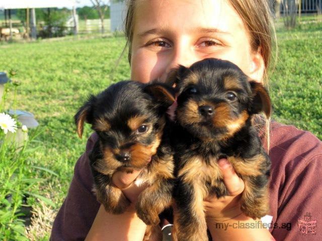 FREE! Y0RKIE puppies to carimg Homes Send us a message (321) 238-8196