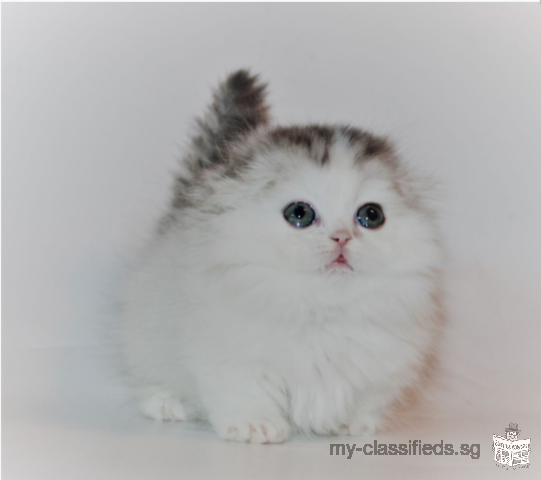 Trained Munchkin Kittens For Loving Homes