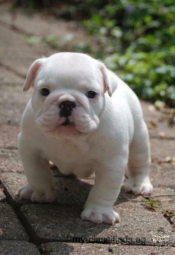 male and female English bulldog puppies ready for adoption
